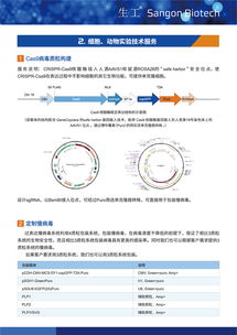 病毒包装相关试剂盒及一站式服务 为科研保驾护航